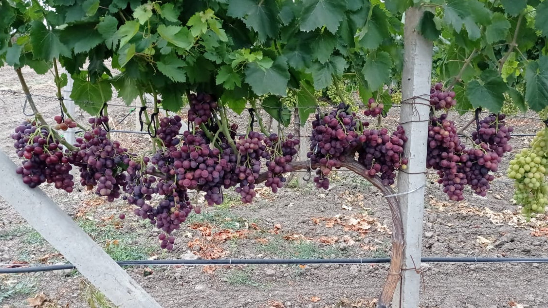 Агадаи сорт винограда фото