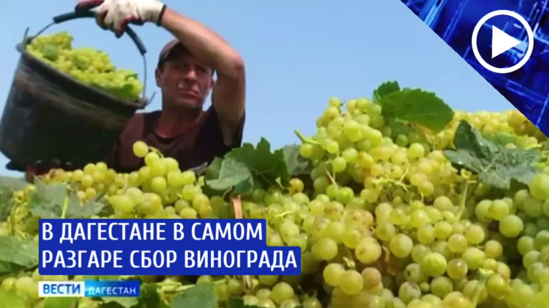 В Дагестане в самом разгаре сбор винограда.